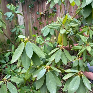 Great Laurel plant in Thorpe End, England