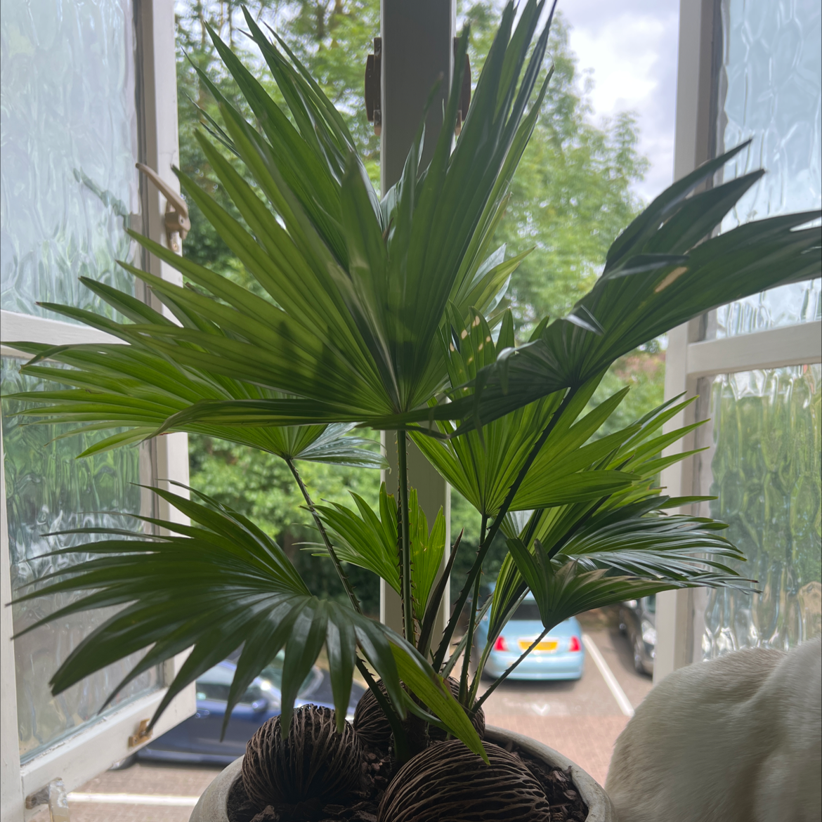 Photo of the plant species Fan Palm by @MasterRedpalulu named Your plant on Greg, the plant care app
