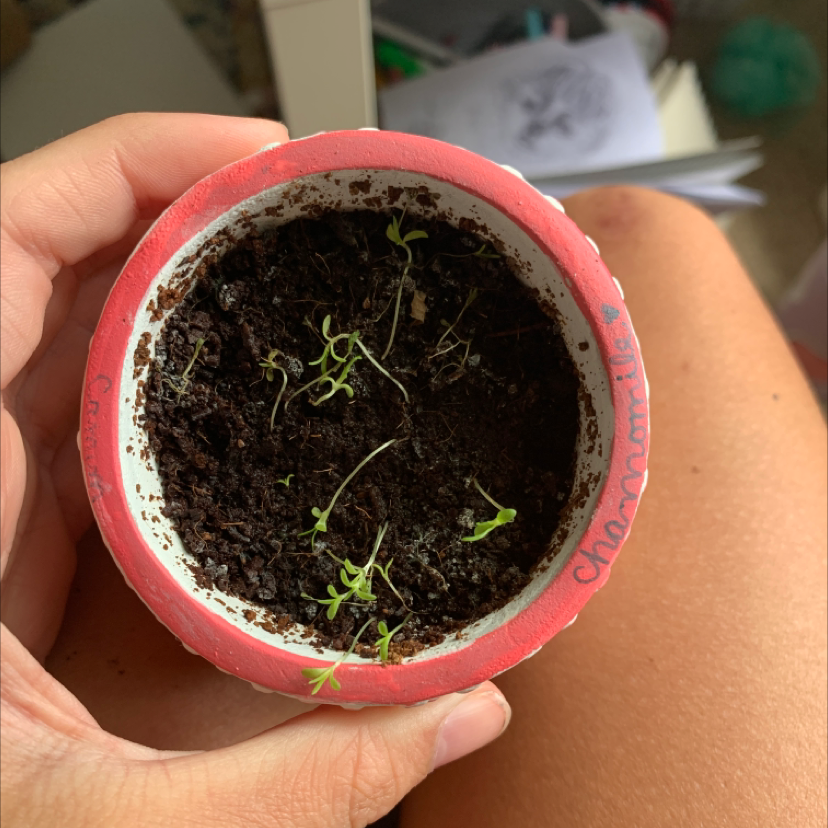 Small pot with young German Chamomile seedlings growing in soil, held by a hand.