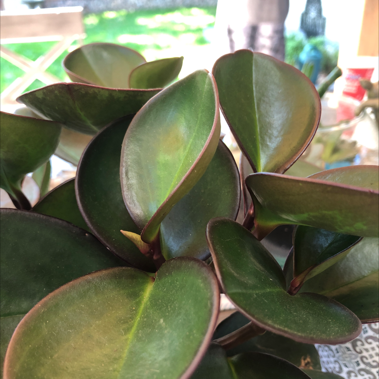 Peperomia Red Edge plant with healthy, glossy leaves and characteristic red edges.