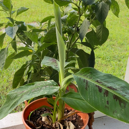 Photo of the plant species Banana by Ozymandias named Bananakin Skywalker on Greg, the plant care app