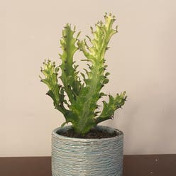 Variegated Euphorbia mayurnathanii plant