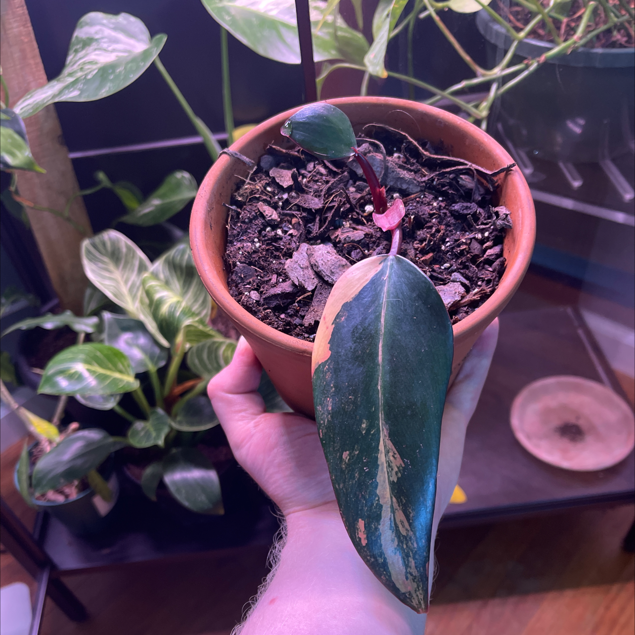 Potted Strawberry Shake Philodendron with visible leaf discoloration, held by a hand.