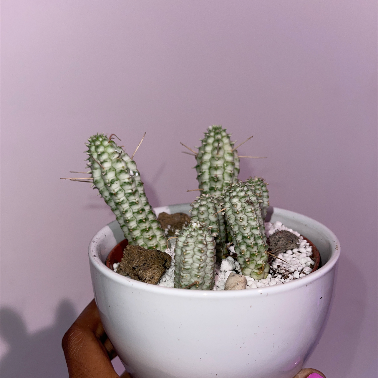 Variegated Corncob Cactus in a white pot with visible soil, held by a hand.