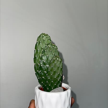 Photo of the plant species fig opuntia by Dolly named 3 Stooges on Greg, the plant care app