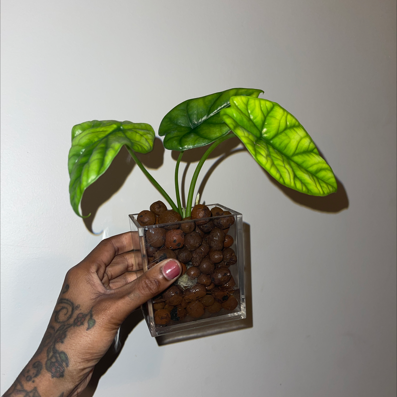 Jewel Alocasia plant with healthy green leaves in a transparent pot with clay pebbles, held by a hand.