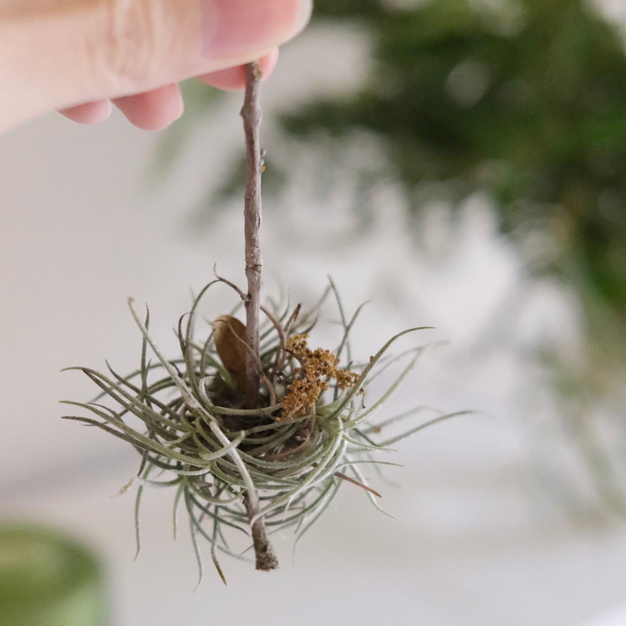Photo of the plant species Small Ballmoss by @BoldLiliaceae named Spanish Moss on Greg, the plant care app