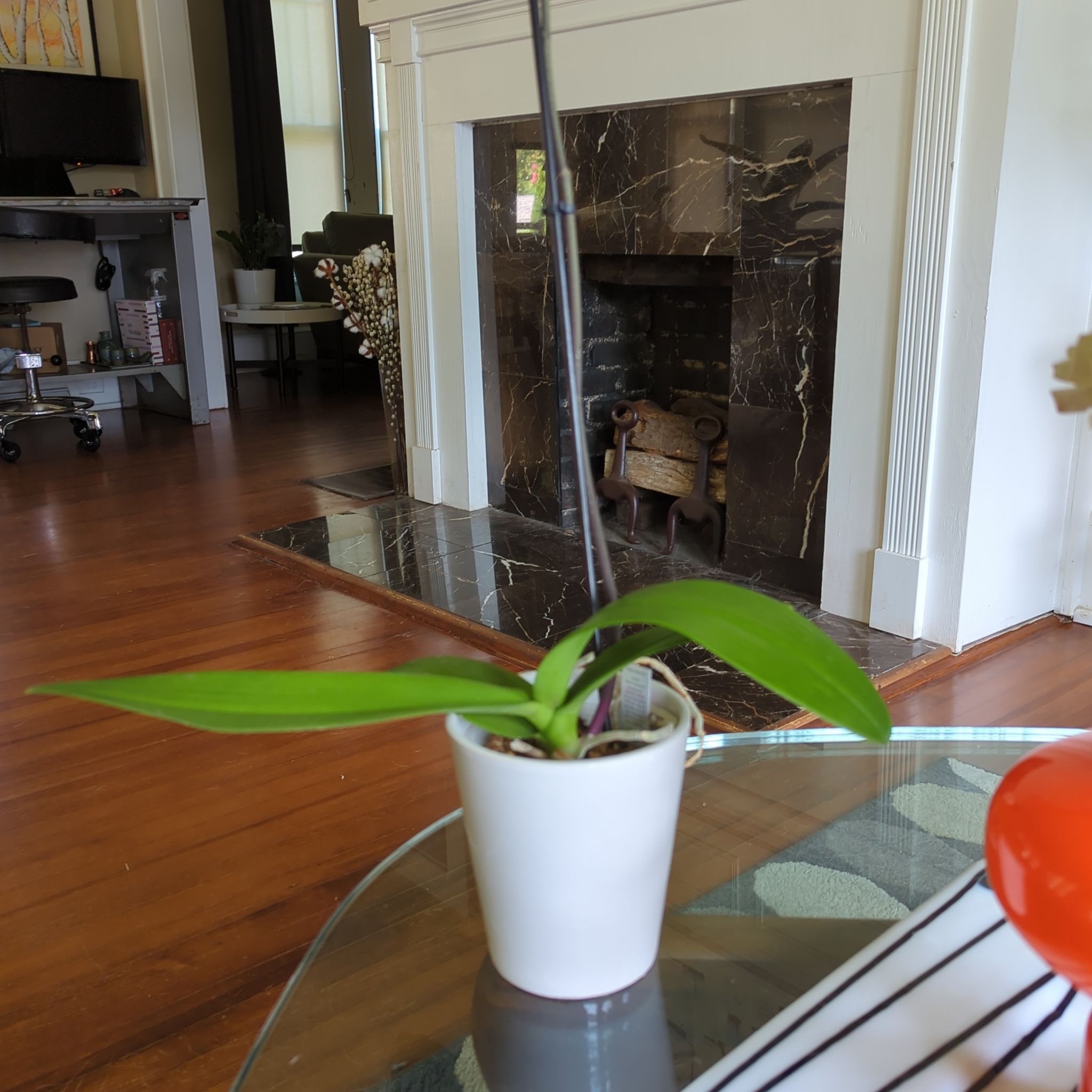 Photo of the plant species Pale-Flowered Orchid by @SwiftRiberry named An Orchid on Greg, the plant care app