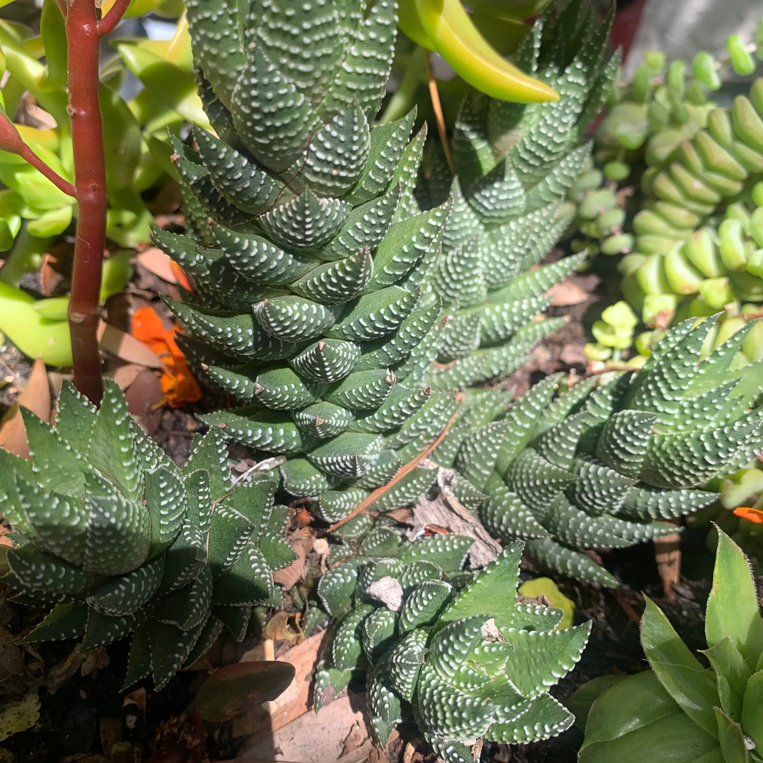 Zebra Wart plant with white tubercles on dark green leaves, surrounded by other succulents.