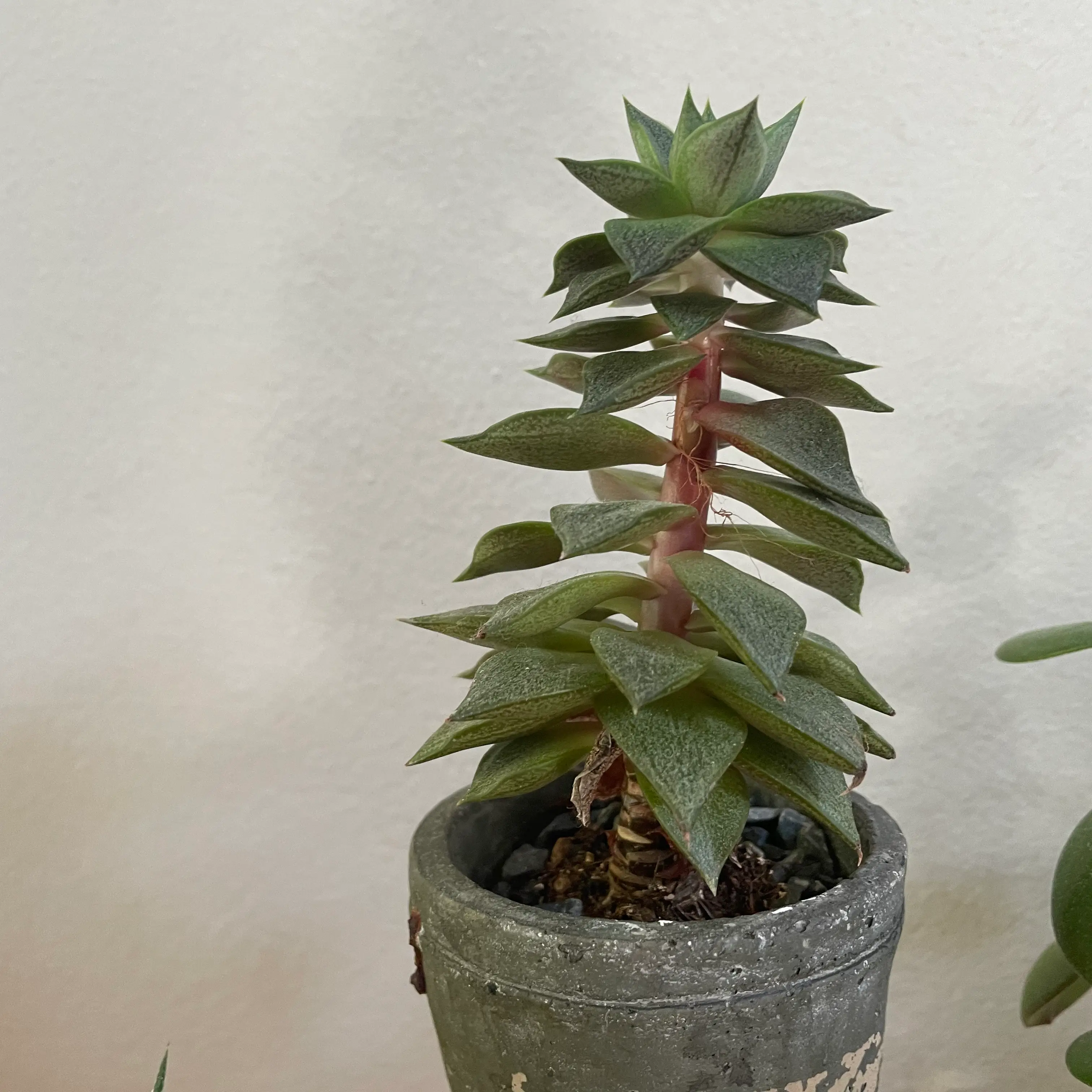 Photo of the plant species Urbinia by @GlowingPothos named ChristmasTree on Greg, the plant care app
