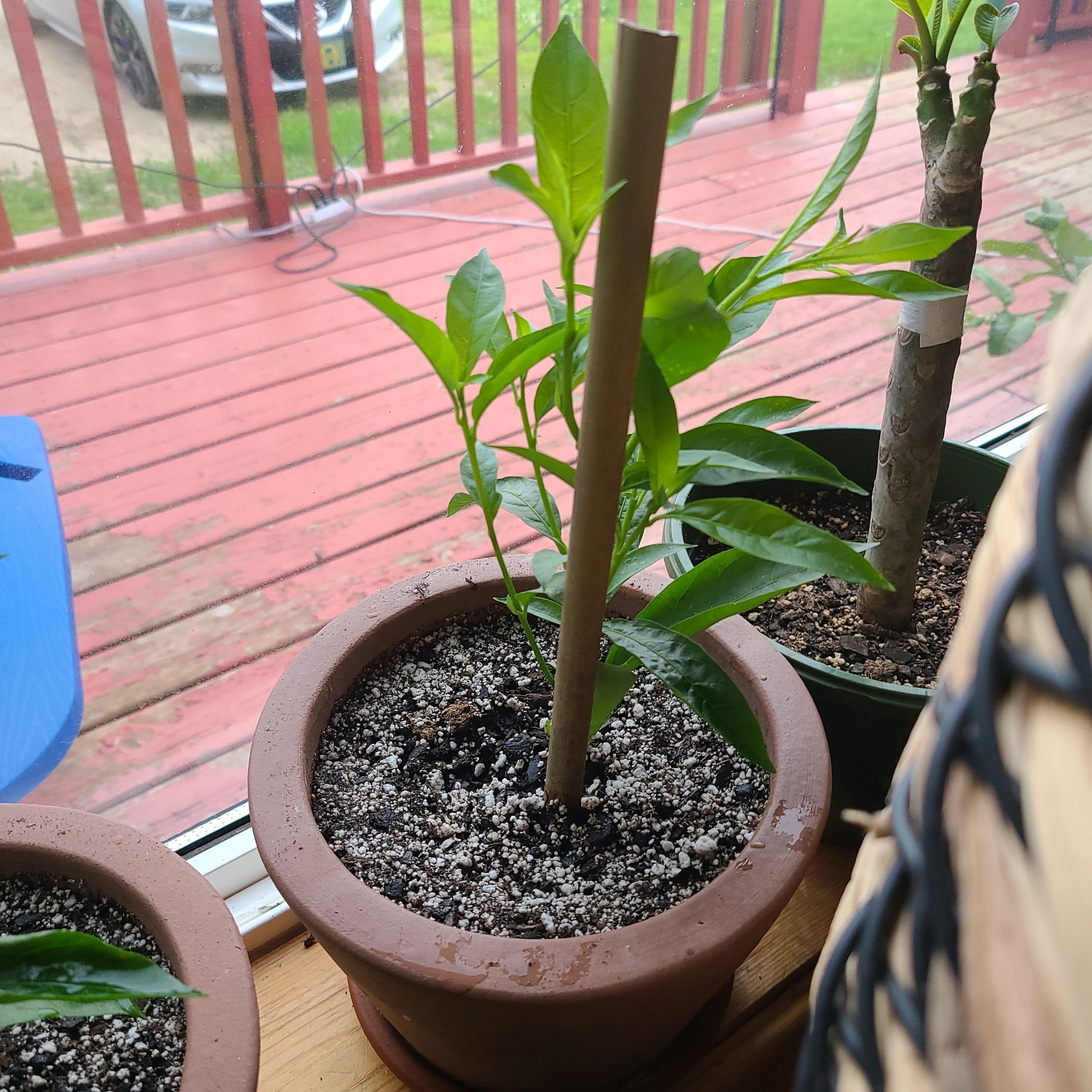 Potted Night-Blooming Jessamine plant with healthy green leaves and a supporting stake.