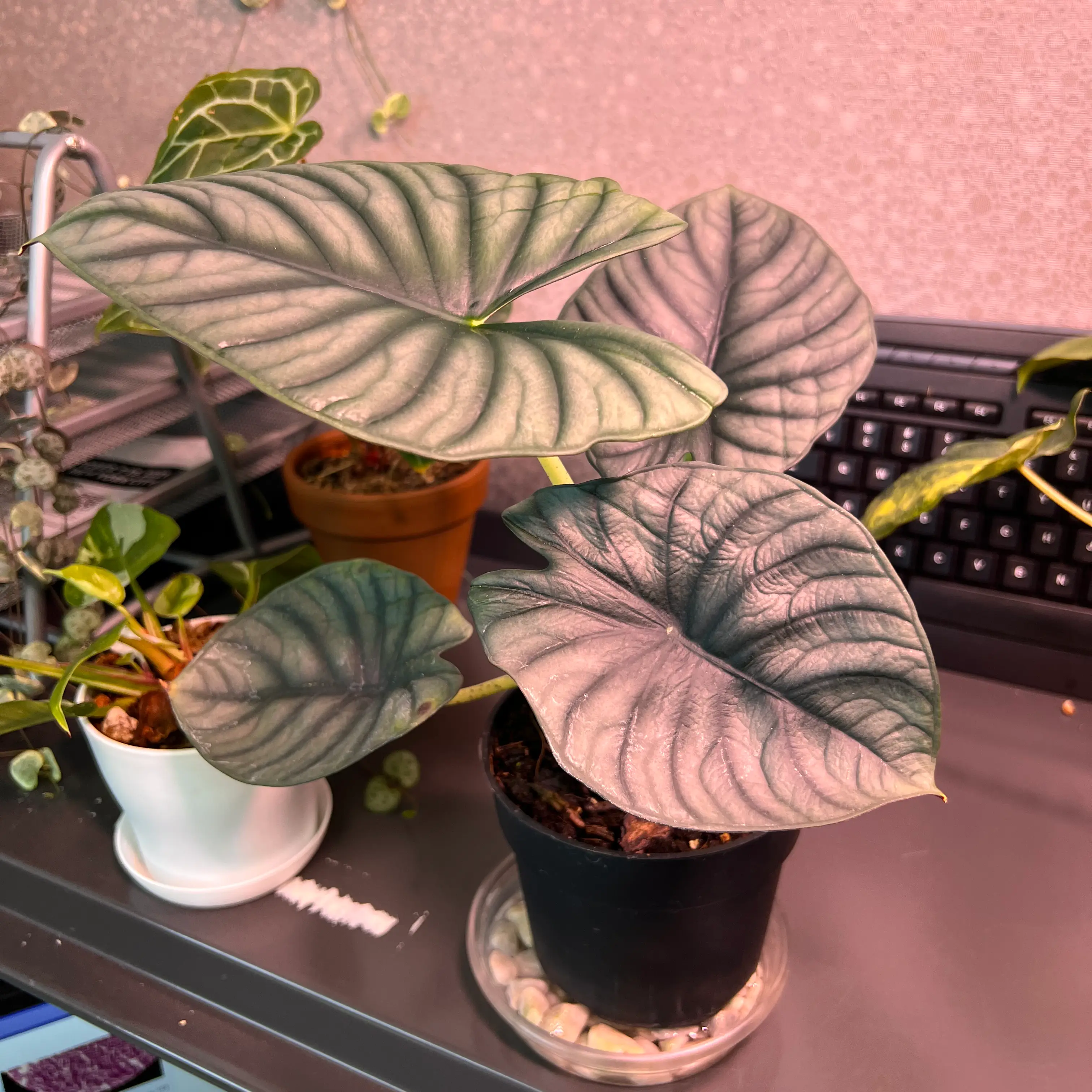 Potted Alocasia nebula 'Imperialis' with large, textured leaves on a desk.