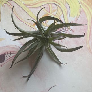 Blushing Bride Air Plant plant in Oakland, California