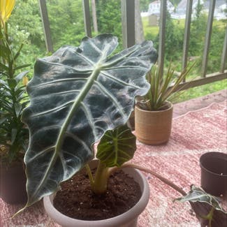 Alocasia Polly Plant plant in Lansdale, Pennsylvania