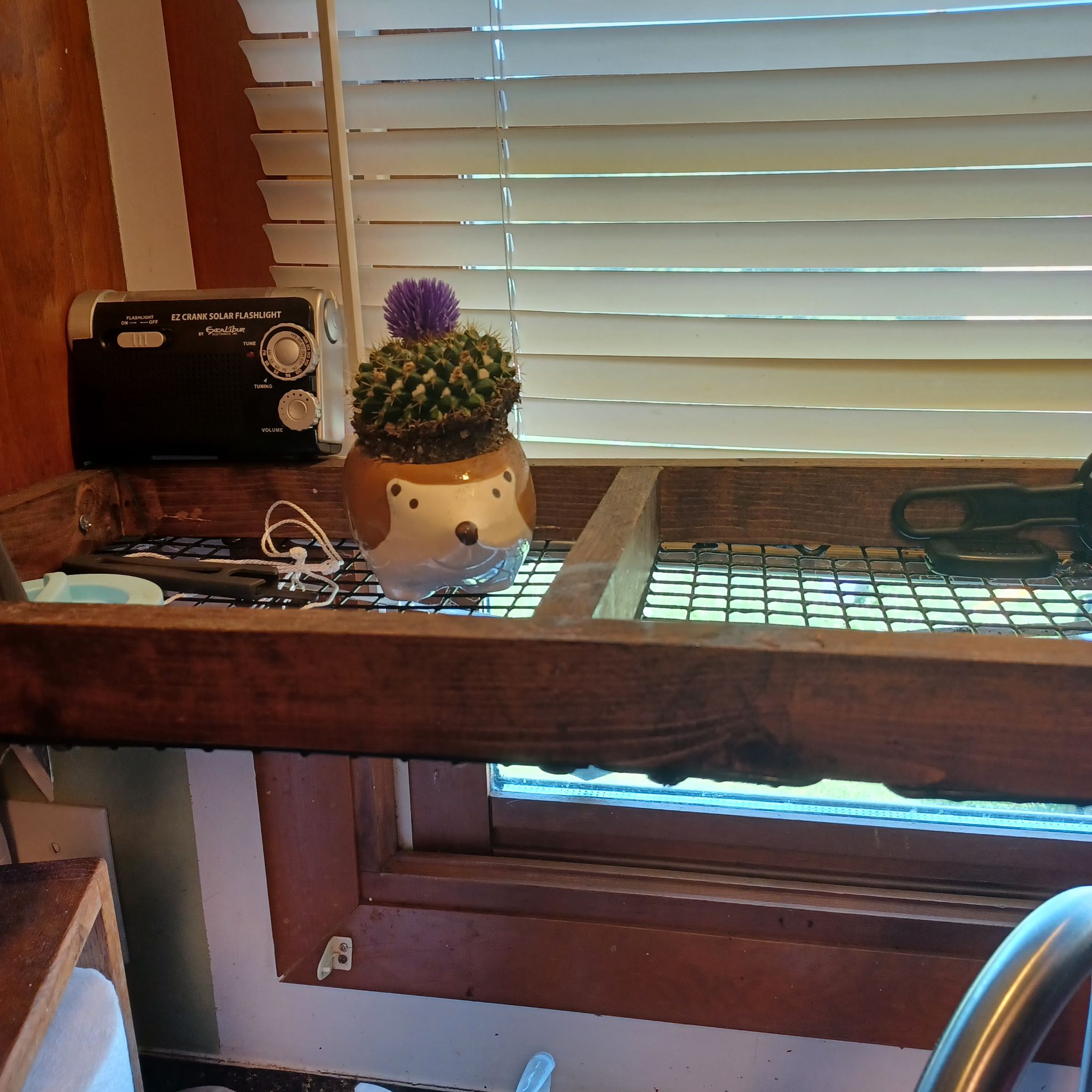 Candy barrel cactus with a purple flower in a decorative pot on a wooden shelf.