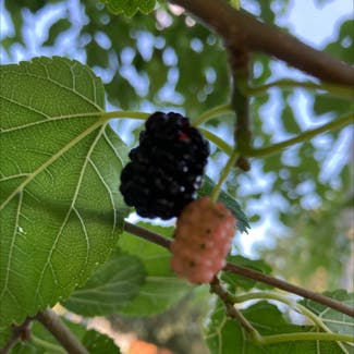 White Mulberry plant in Somewhere on Earth
