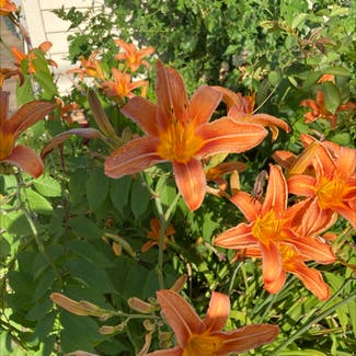 Orange Daylily plant in Somewhere on Earth