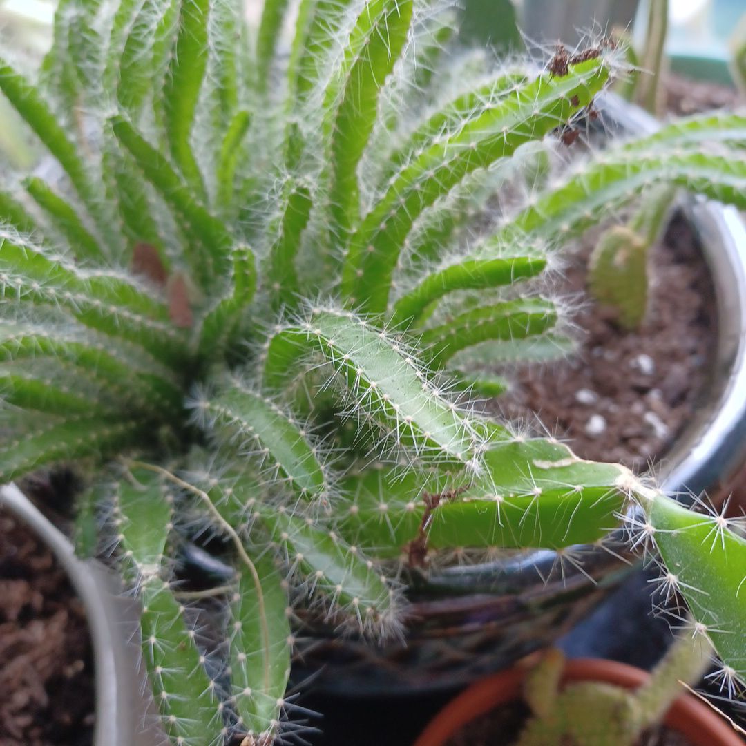 Lady-Finger Hedgehog Cactus in a pot with visible soil, healthy green stems, and no signs of disease.