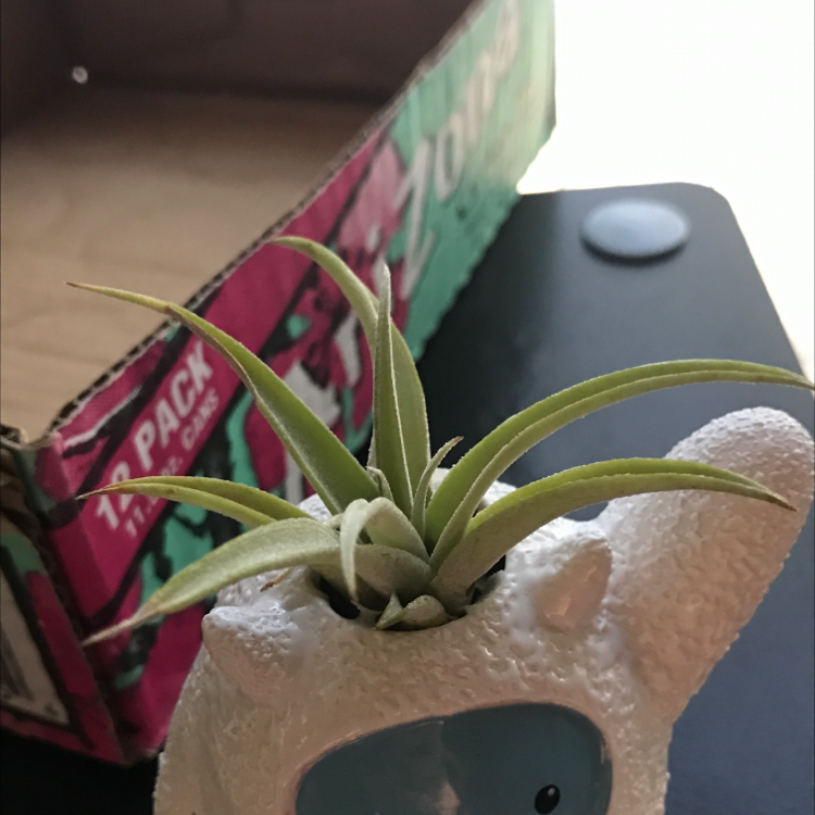 Fishbone Air Plant in a decorative pot with a colorful box in the background.
