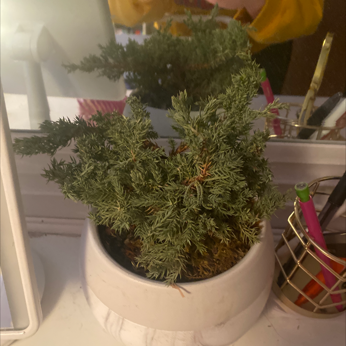 Potted American Juniper plant with dense green foliage on a white surface.