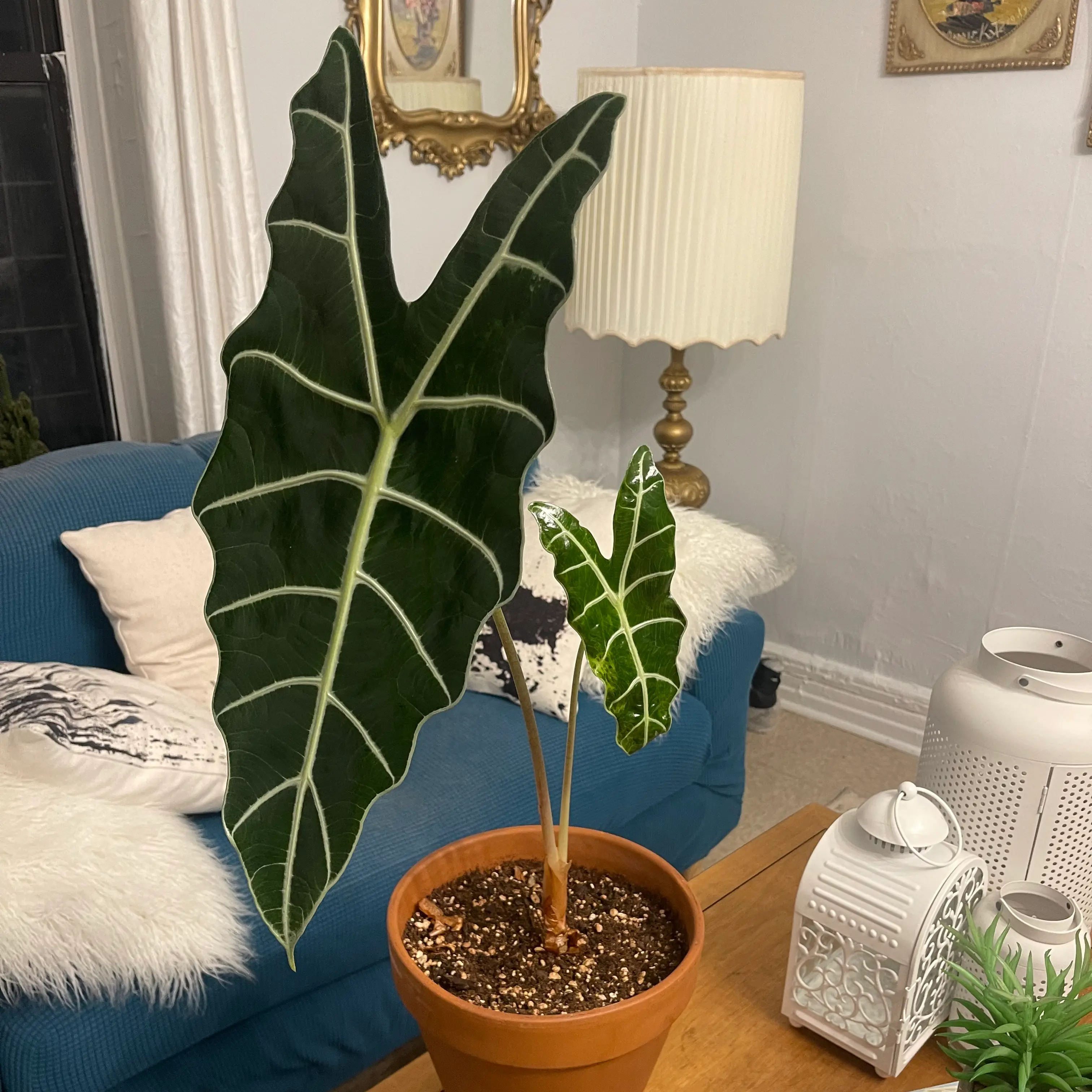 Kris Plant (Alocasia sanderiana) in a pot on a table with healthy, dark green leaves and prominent white veins.
