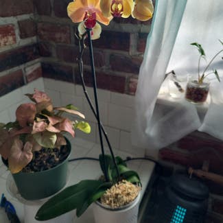 Phalaenopsis Orchid plant in Pomona, California