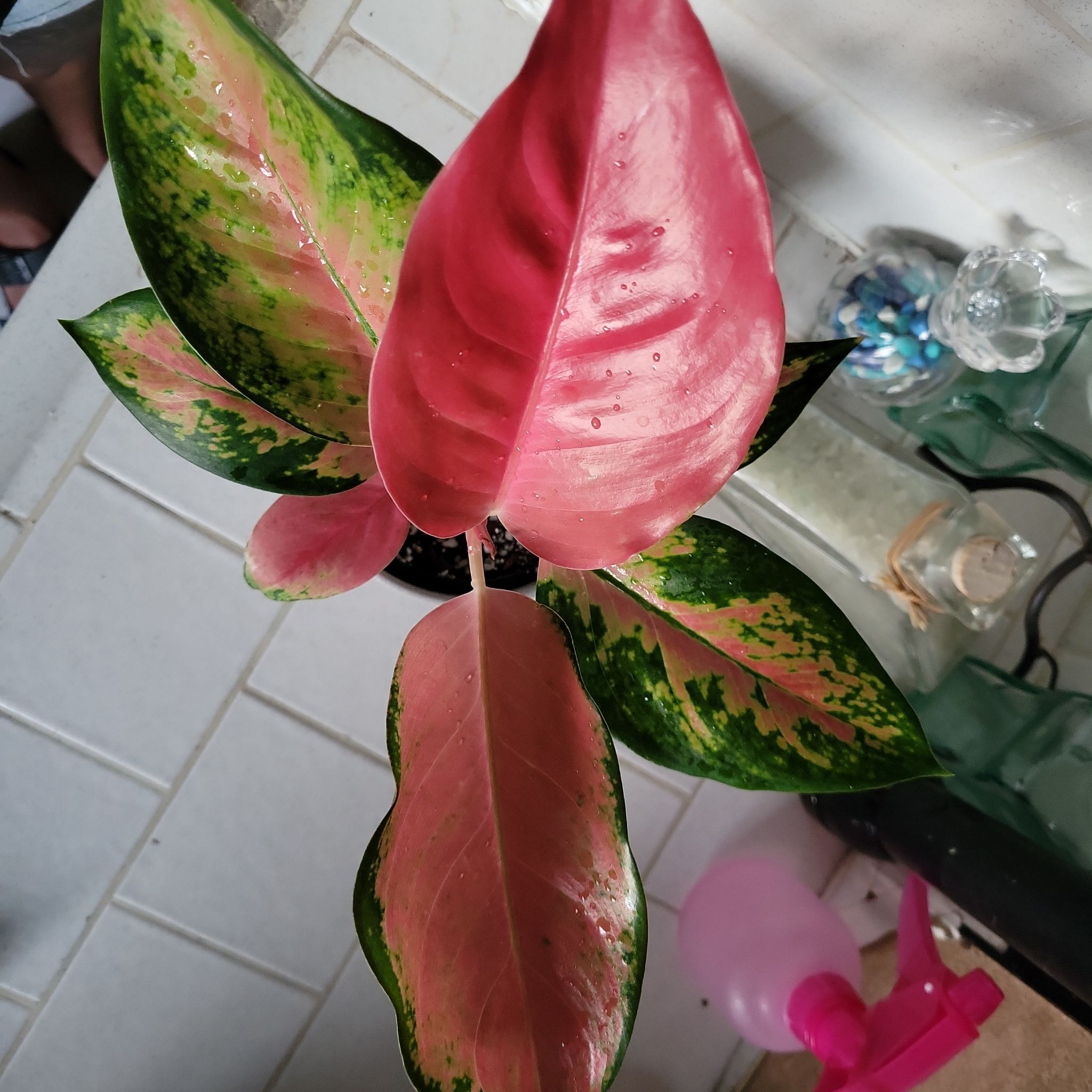 Chinese Evergreen Valentine plant with vibrant pink and green leaves, well-framed and in focus.