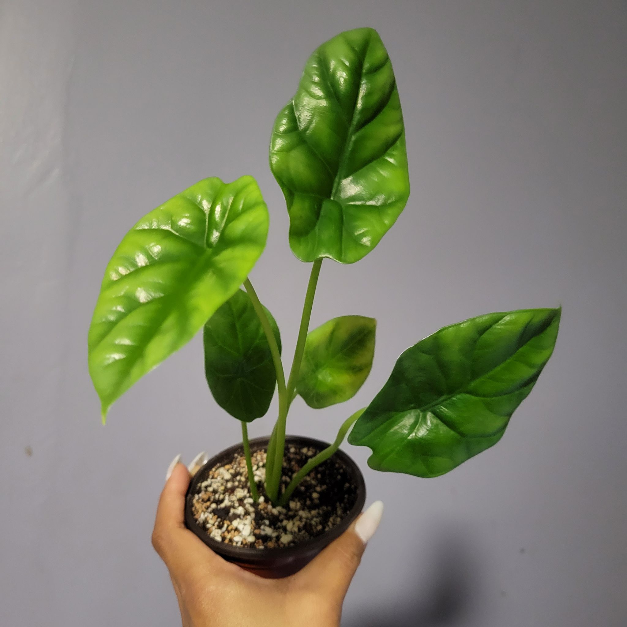 Potted Jewel Alocasia plant with vibrant green leaves held by a hand.