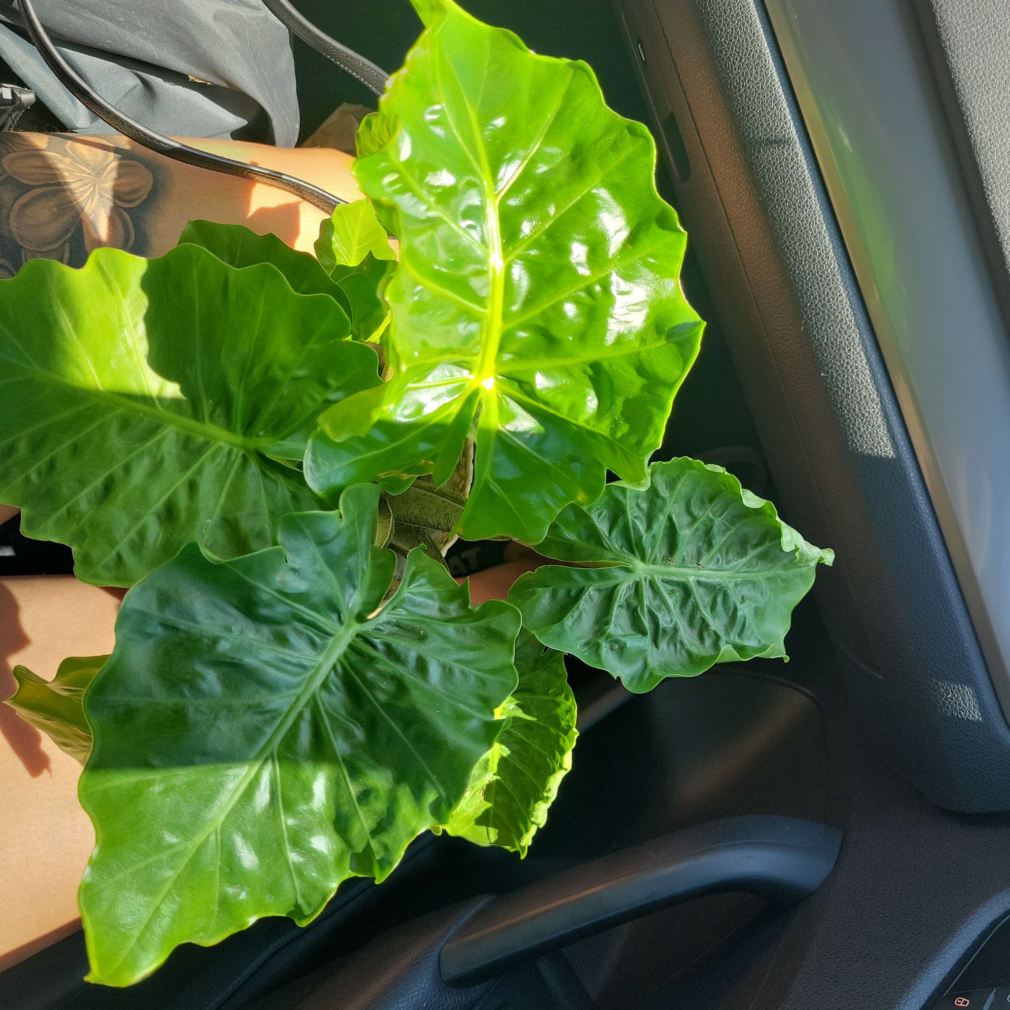 Healthy Alocasia 'Low Rider' plant with glossy green leaves.
