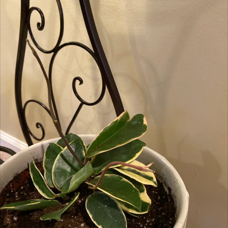 Hoya Carnosa Tricolor plant in a white pot with variegated leaves.