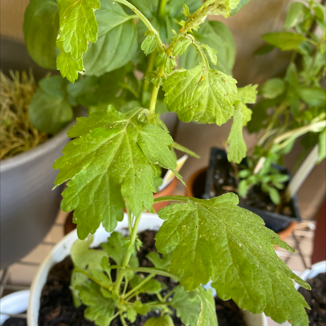 Healthy Mugwort plant with serrated leaves in a pot, soil visible.