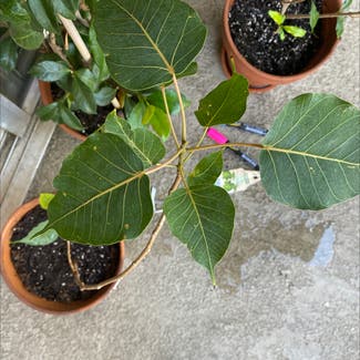 Bodhi Tree plant in Santa Clara, California