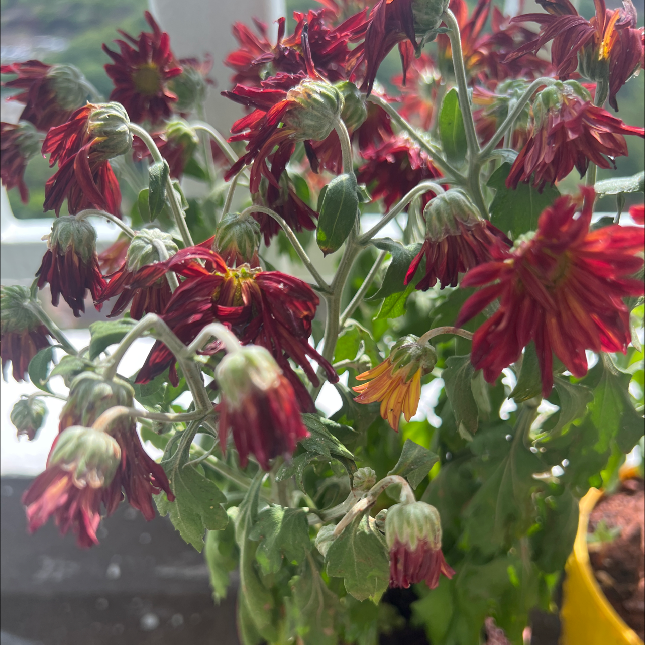 Common Columbine plant with wilted flowers and slight leaf yellowing in a pot.