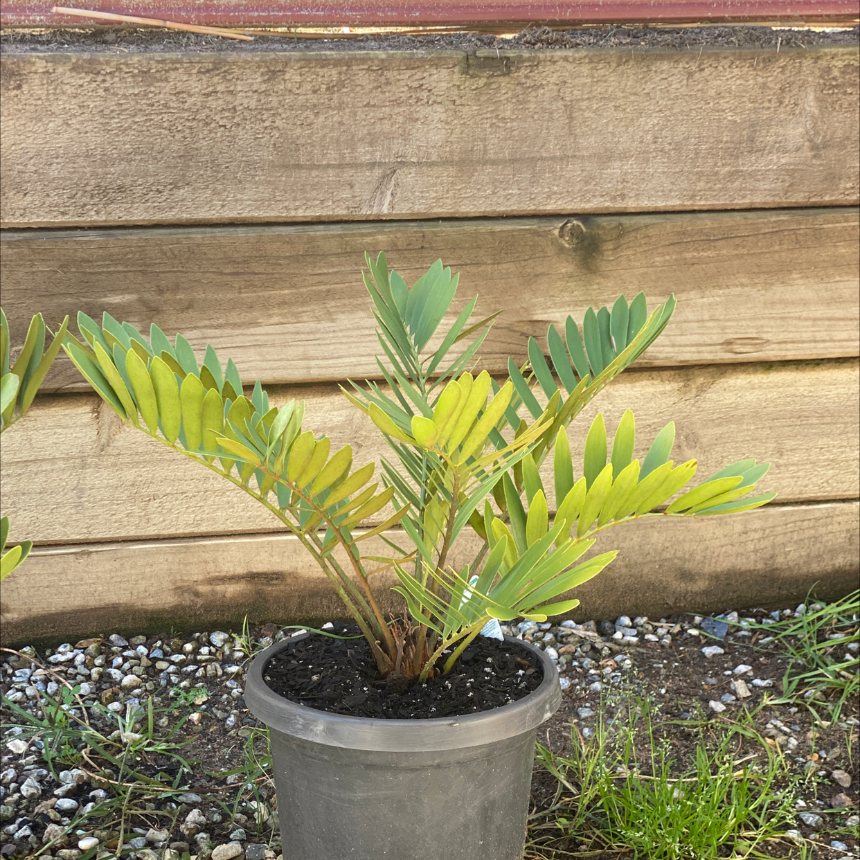 Potted Cardboard Palm plant with some yellowing leaves, placed outdoors against a wooden backdrop.