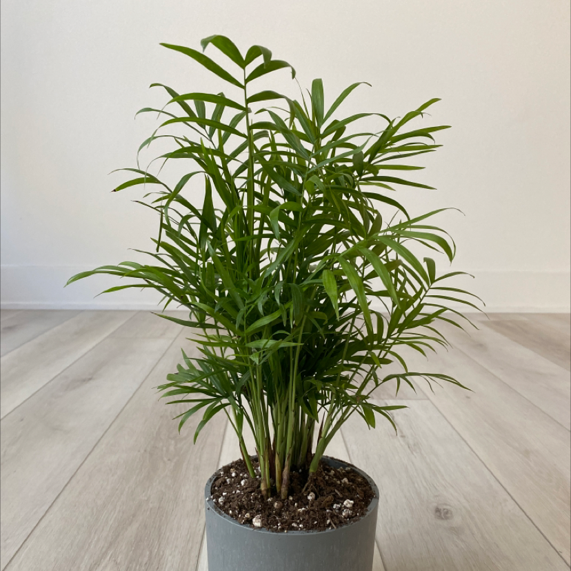 Photo of the plant species Parlour Palm by @yoonsw15 named wilson on Greg, the plant care app