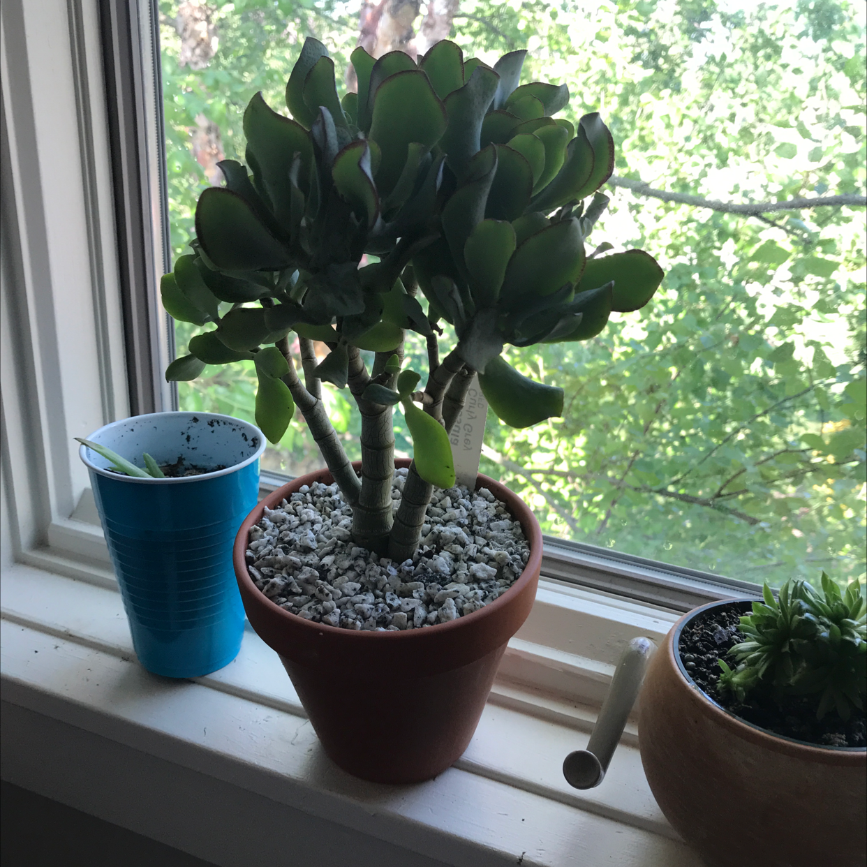 Photo of the plant species Crassula 'Curly Grey' by @elasizr named Sproutacus on Greg, the plant care app