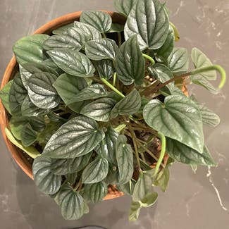 Silver Frost Peperomia plant in Seattle, Washington