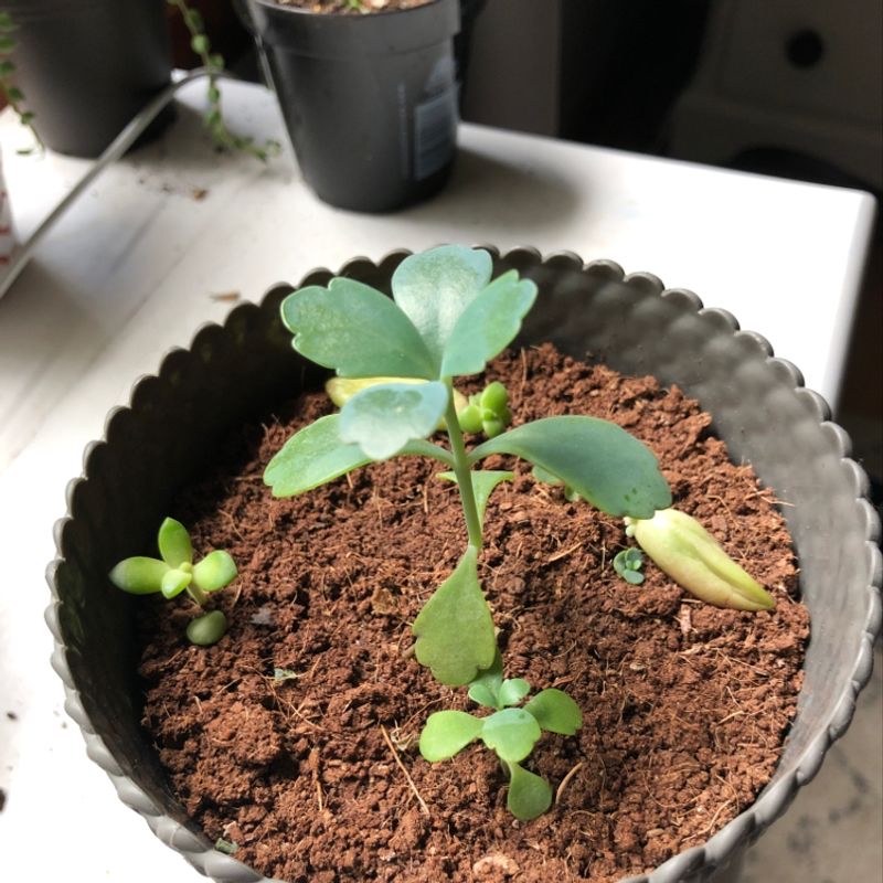 Potted Lavender Scallops plant with visible soil and green leaves.