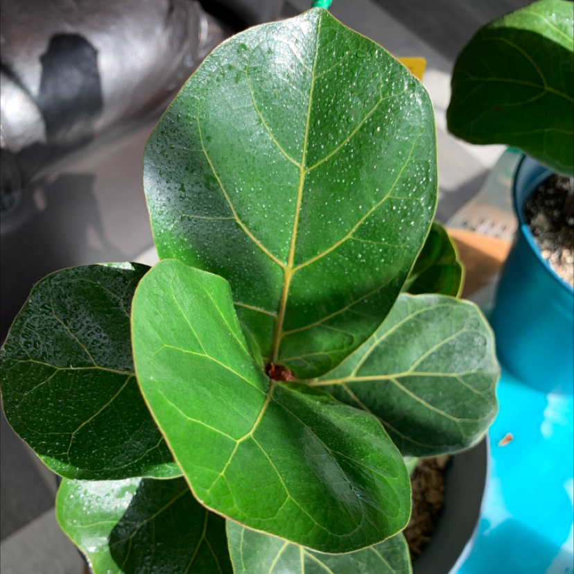 Dwarf Fiddle Leaf Fig plant with healthy green leaves in a blue pot.