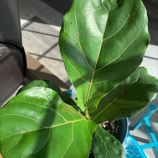 Fiddle Leaf Fig plant in Huntington Beach, California