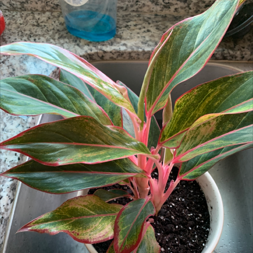 Aglaonema 'Pink Splash' plant with vibrant pink stems and variegated leaves in a pot.
