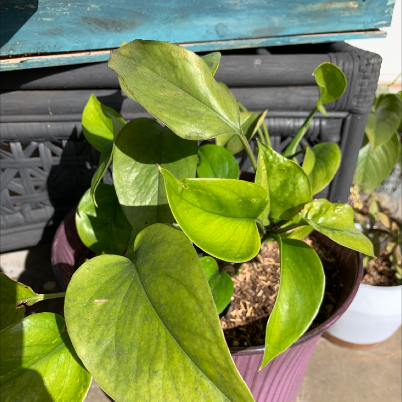 Taro Vine plant photo by @just_being_brandy named Porch Pothos on Greg, the plant care app.