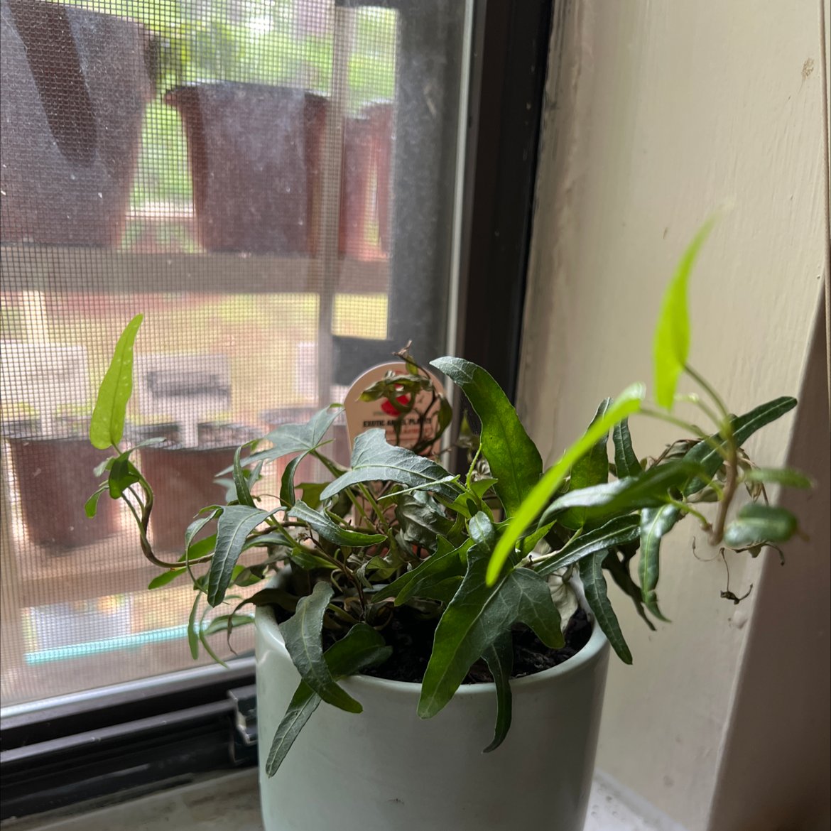 Spearpoint Ivy plant in a pot on a windowsill with some healthy and some wilting leaves.
