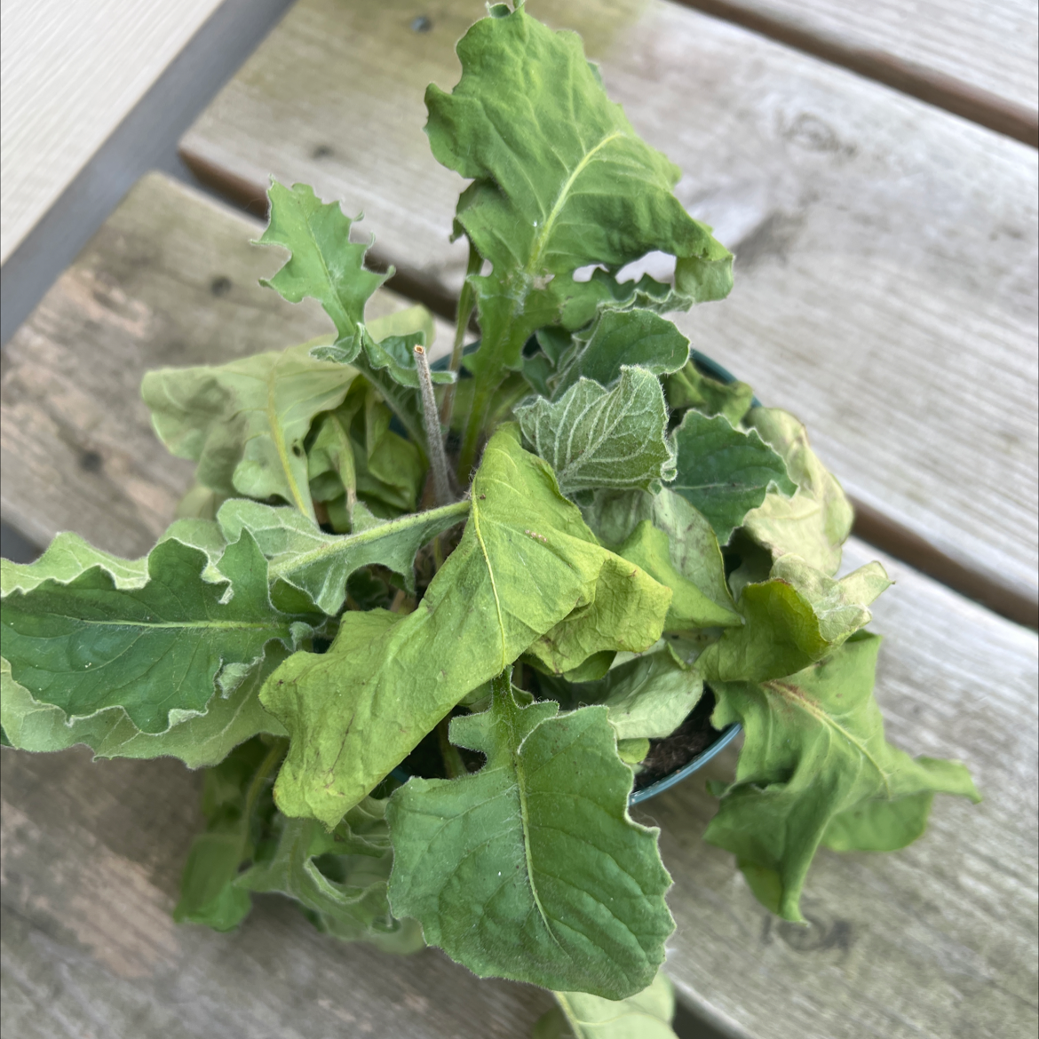 Photo of the plant species White Henbane by @SnazzyMarjoram named Your plant on Greg, the plant care app