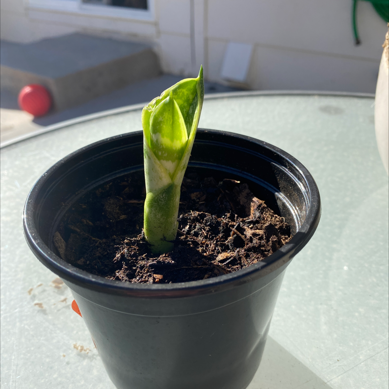 Young Futura Superba Snake Plant in a black pot with visible soil on a glass table.