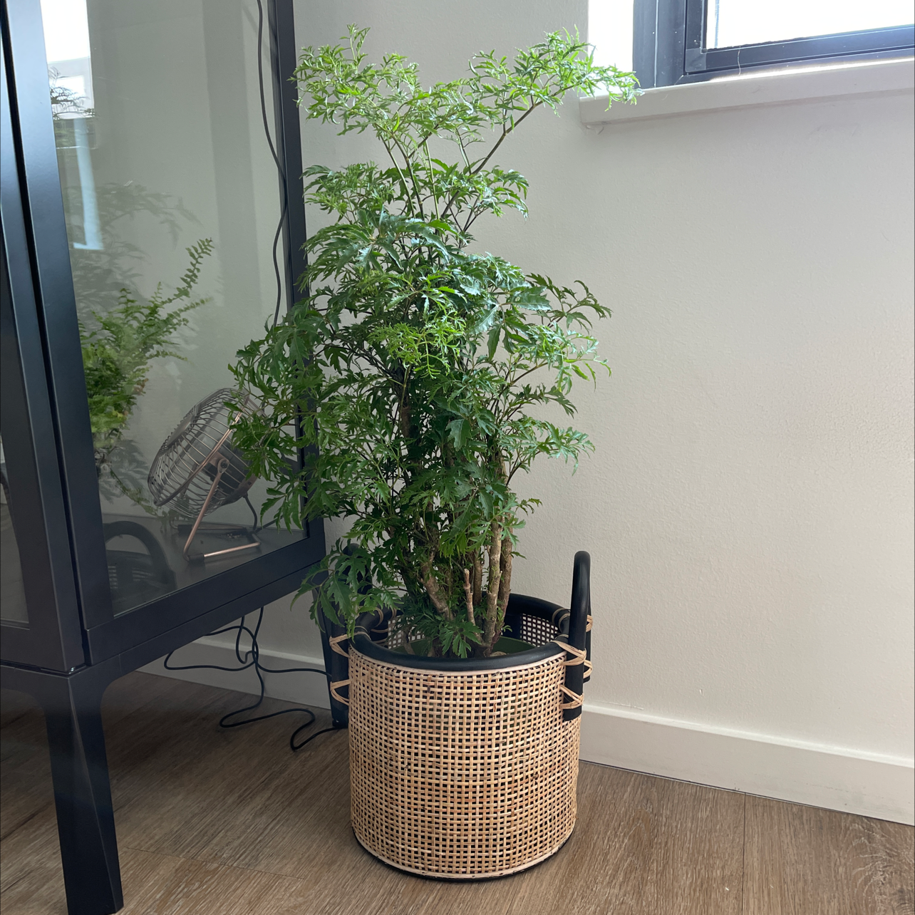 Ming Aralia plant in a woven basket planter placed indoors near a window.