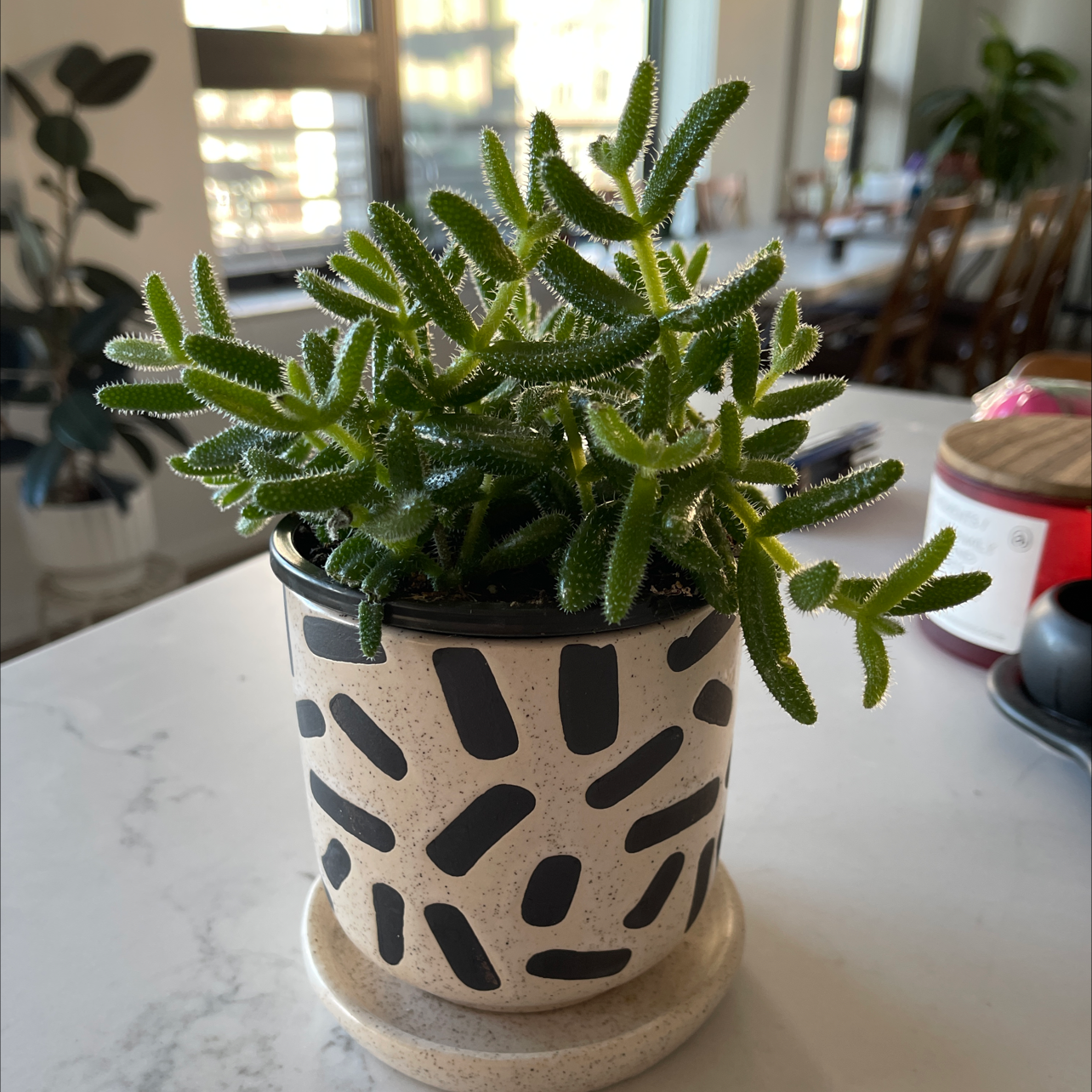 Healthy Pickle Plant in a decorative pot on a table.