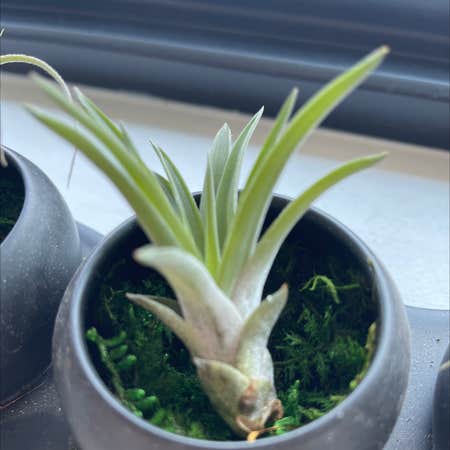 Photo of the plant species Potbelly Air Plant by @Haley named Two on Greg, the plant care app