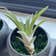Calculate water needs of Potbelly Air Plant
