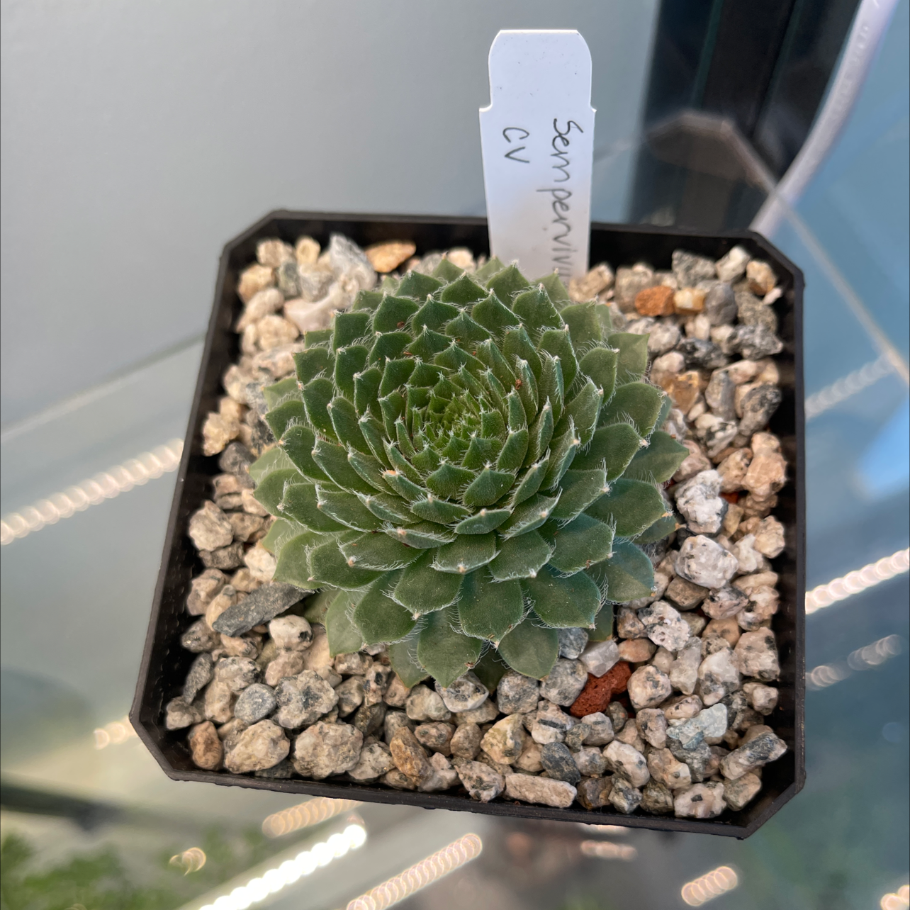 Photo of the plant species Teneriffe houseleek by @Haley named Mandy on Greg, the plant care app